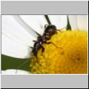 Himacerus mirmicoides - Sichelwanze Larve 02.jpg